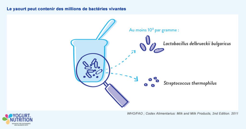 Yaourt et cultures vivantes - YINI