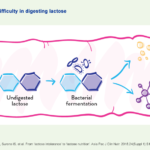 Lactose intolerance - how does it work - YINI