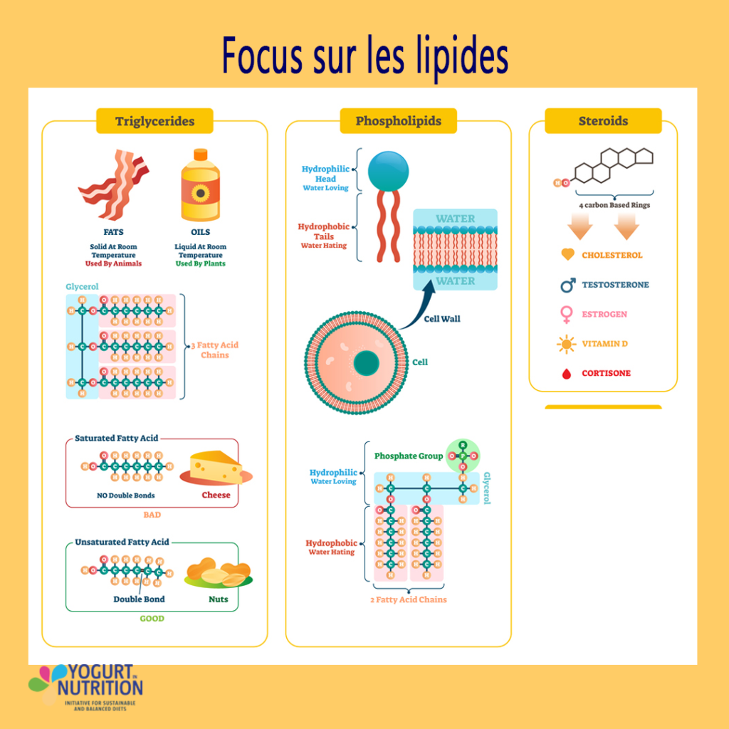 Focus sur les lipides - YINI