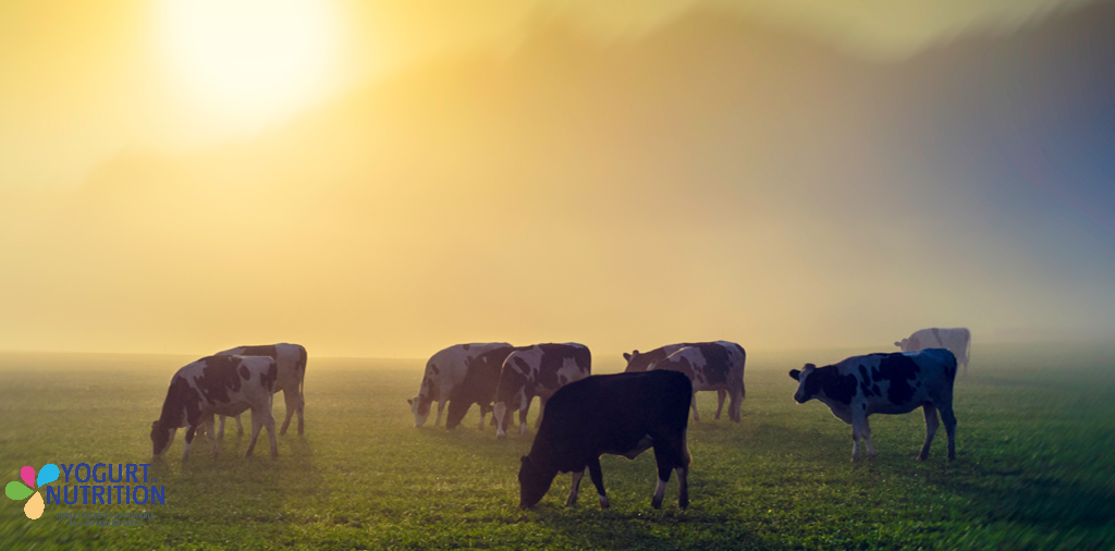 Tackling climate change: scientists seek to stop dairy cows burping - YINI