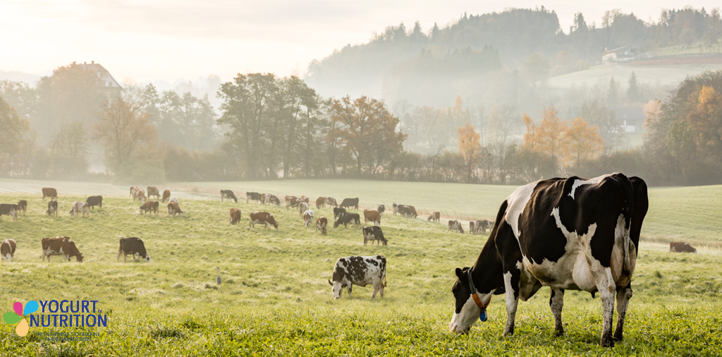 Sustainably boosting milk production could transform lives in low-income countries - YINI